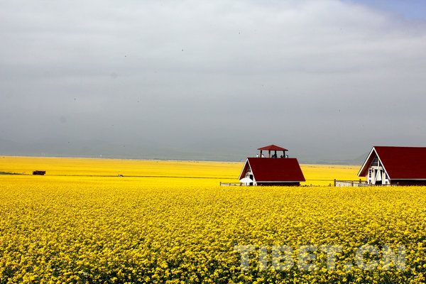 百亩油菜花田令人陶醉 百亩油菜花田令人陶醉
